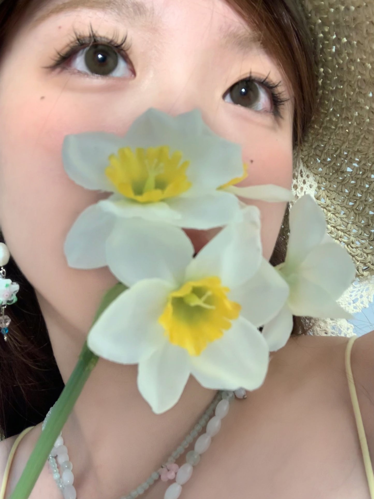 Gugucon 一枝春 日拋10片/1盒