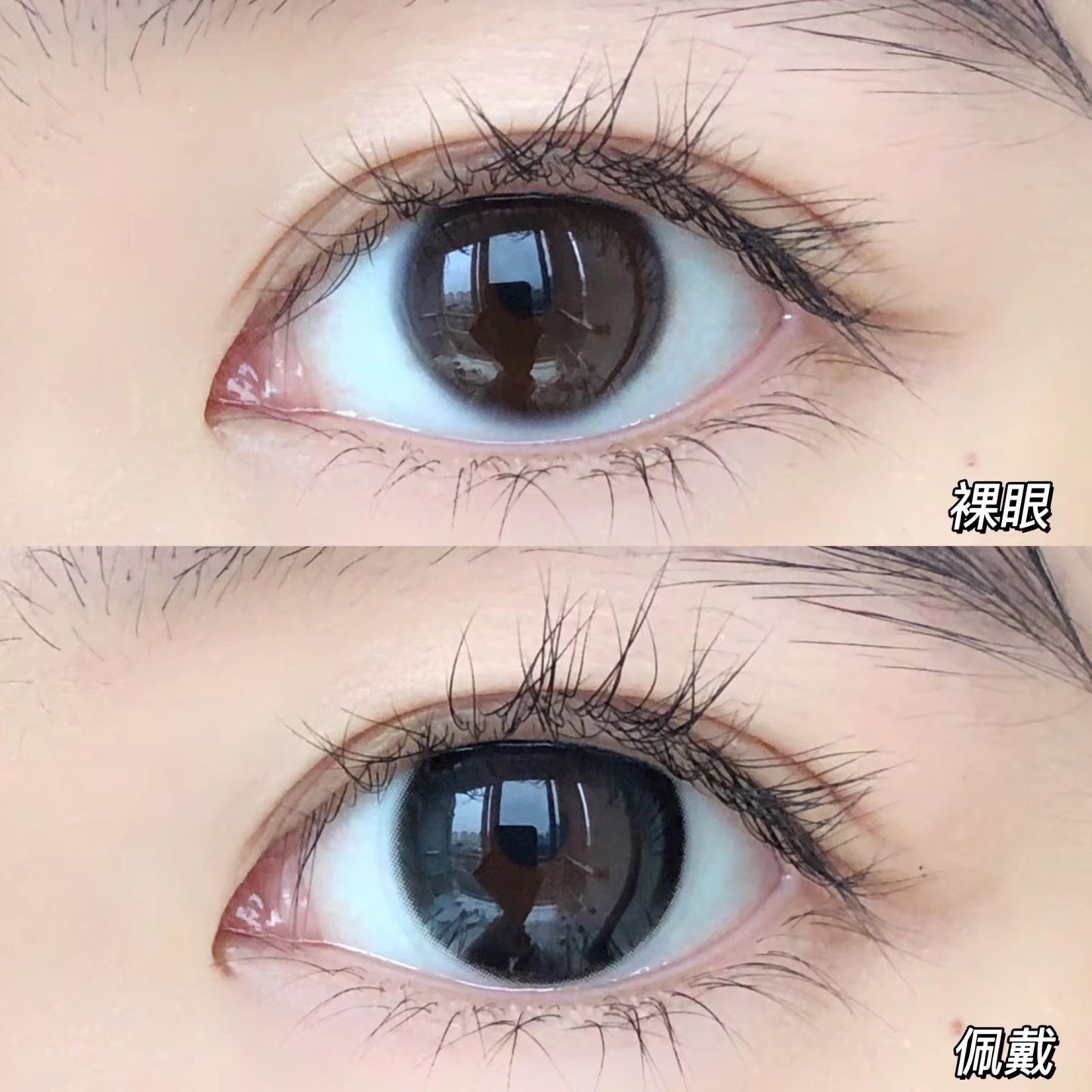 Gugucon 黑牛奶 日拋10片/1盒