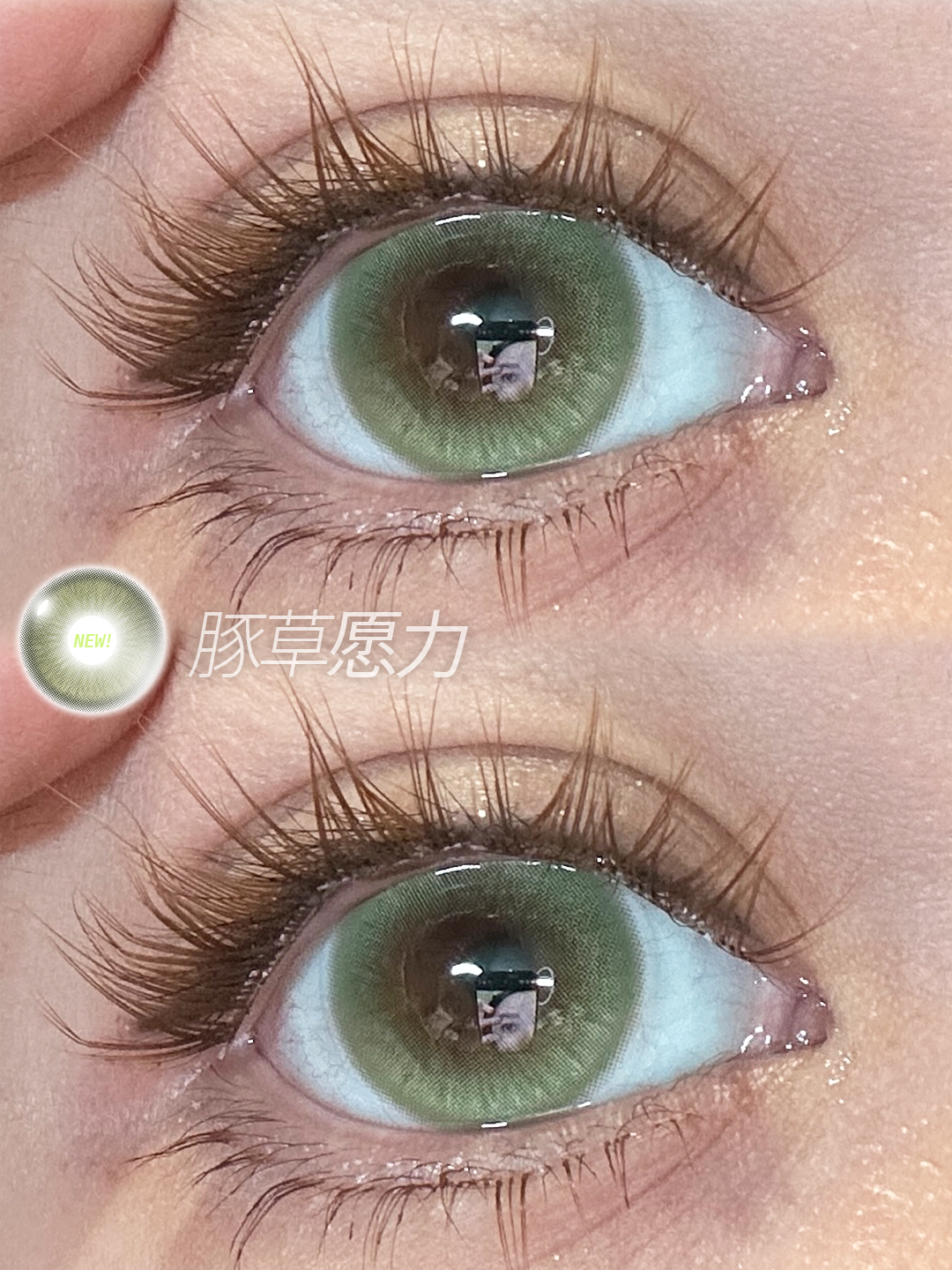 KiraFairy 豚草願力 日拋 1盒10片
