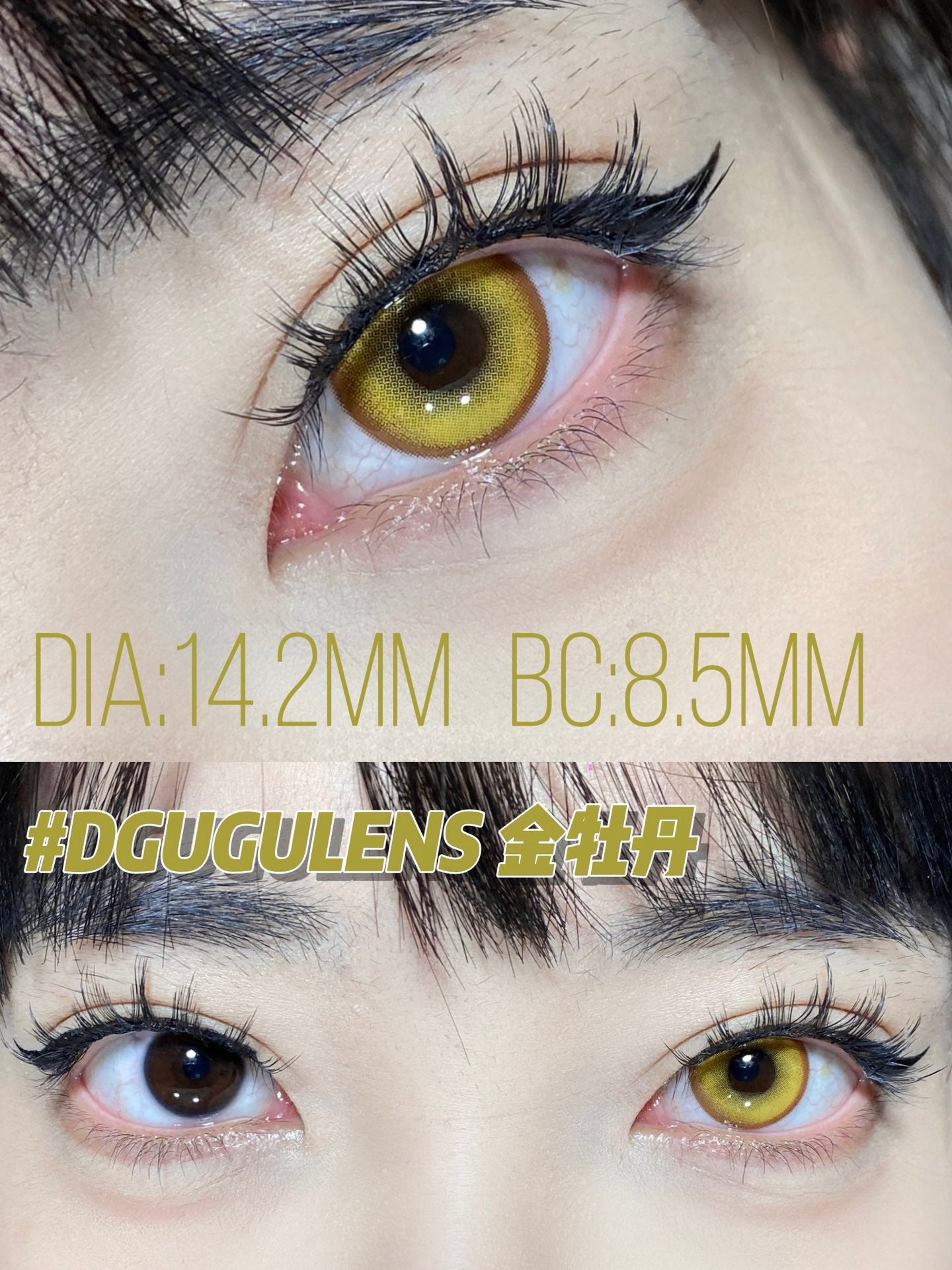 DGuGulens 金牡丹 Cos日拋 10片/1盒